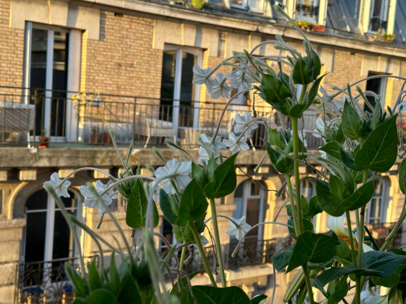 Belles de nuit à longues fleurs, Mirabilis longiflora, en été sur mon balcon, Paris 19e (75)