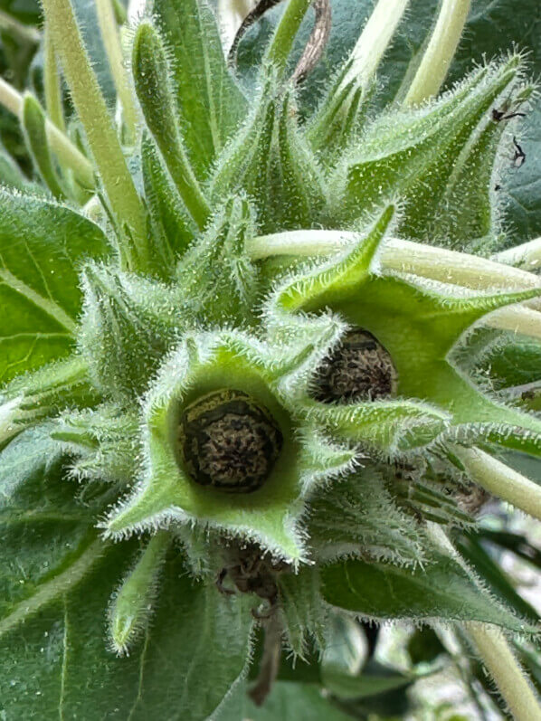 Lire la suite à propos de l’article Première récolte de graines sur mes belles de nuit à longues fleurs (Mirabilis longiflora)