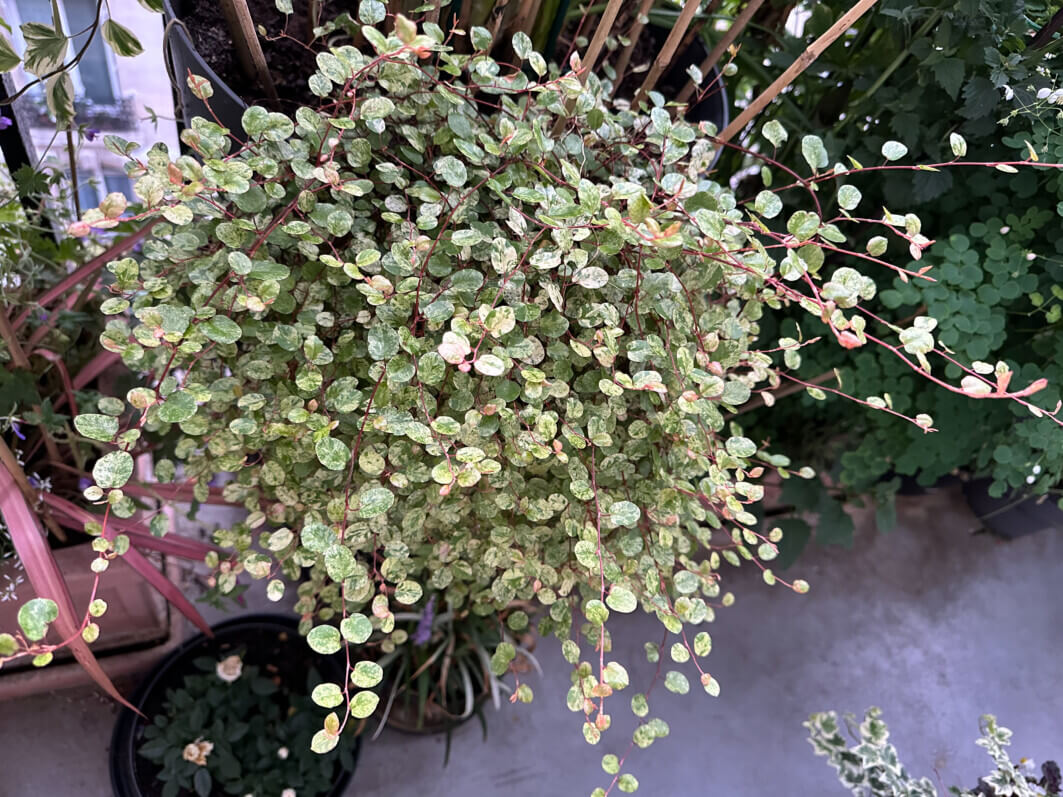Lire la suite à propos de l’article Panachure au top pour mon Muehlenbeckia complexa ‘Tricolor’