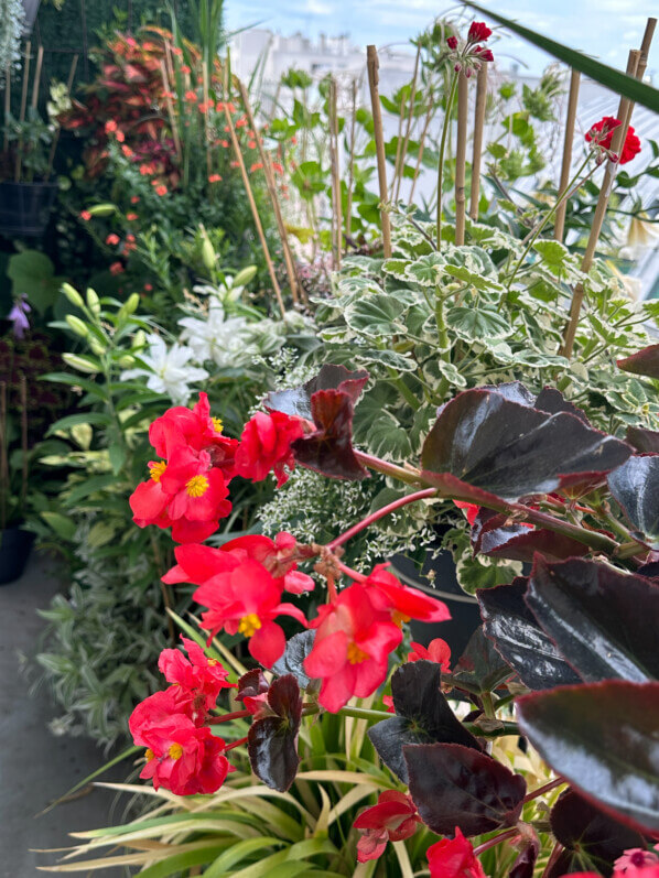 Lire la suite à propos de l’article Belle opulence végétale sur mon balcon parisien