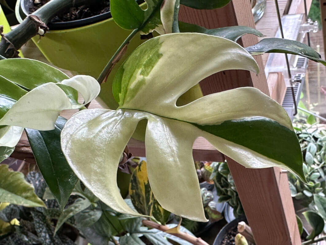 Lire la suite à propos de l’article Nouvelles feuilles bien panachées sur mon Rhaphidophora tetrasperma