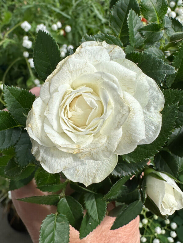 Rosier Kordana blanc en été sur mon balcon, Paris 19e (75)