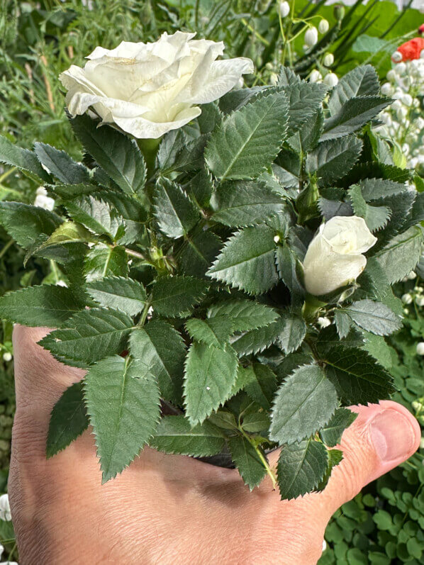 Rosier Kordana blanc en été sur mon balcon, Paris 19e (75)