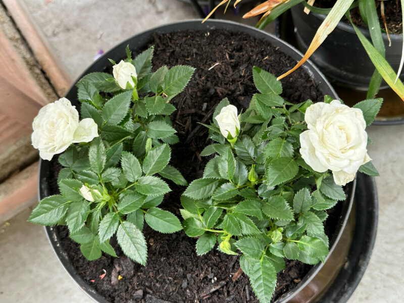 Rosier Kordana blanc en été sur mon balcon, Paris 19e (75)