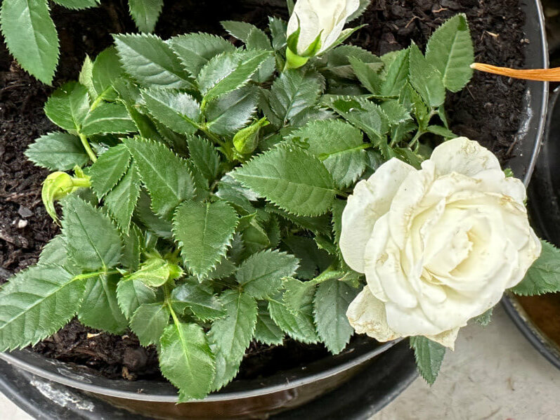 Rosier Kordana blanc en été sur mon balcon, Paris 19e (75)