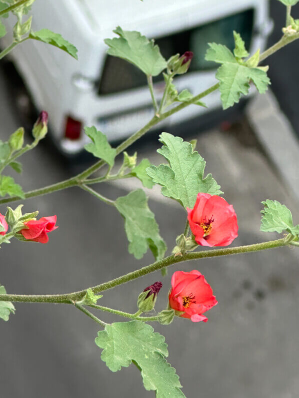 Lire la suite à propos de l’article Mon Sphaeralcea ‘Newleaze Coral’ a choisi la liberté hors du balcon