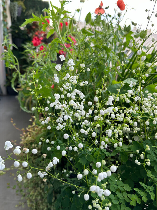 Pigamon, Thalictrum 'Splendide White', en été sur mon balcon, Paris 19e (75)
