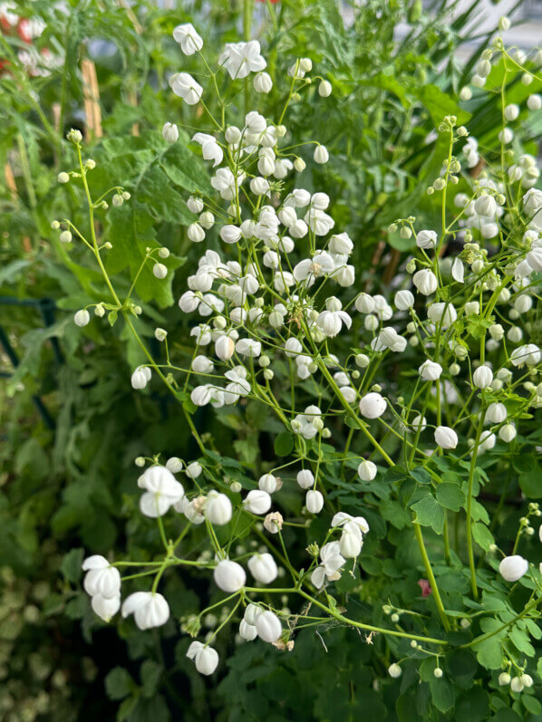 Pigamon, Thalictrum 'Splendide White', en été sur mon balcon, Paris 19e (75)