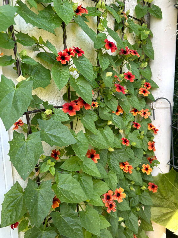 Lire la suite à propos de l’article Mur fleuri avec la Suzanne aux yeux noirs (Thunbergia alata ‘Tangerine Slice’)
