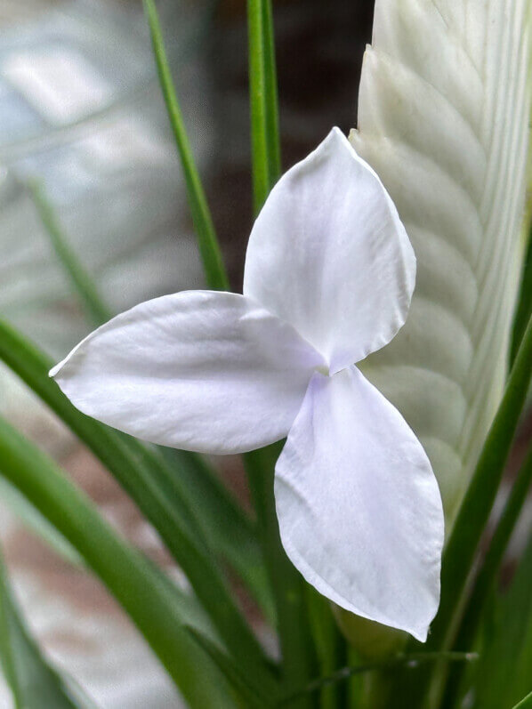 Lire la suite à propos de l’article Tillandsia cyanea, le blanc lui va si bien !