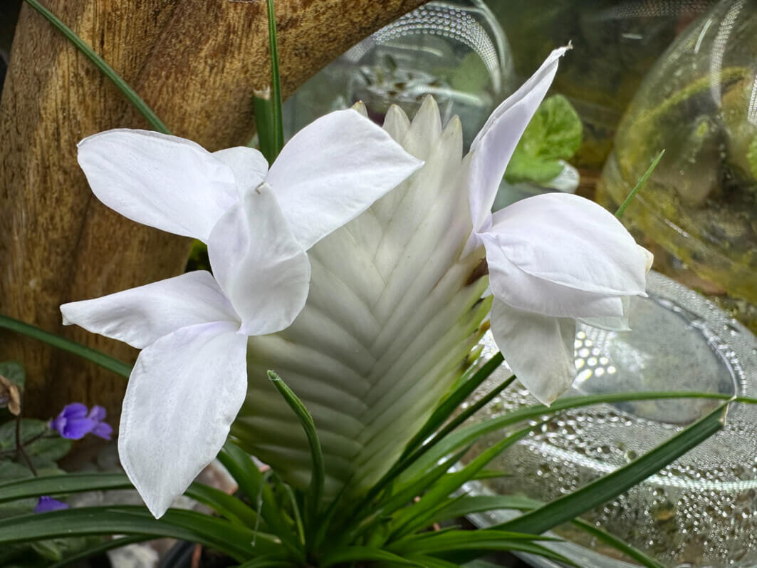Lire la suite à propos de l’article Superbe quatuor de fleurs pour mon Tillandsia raquette