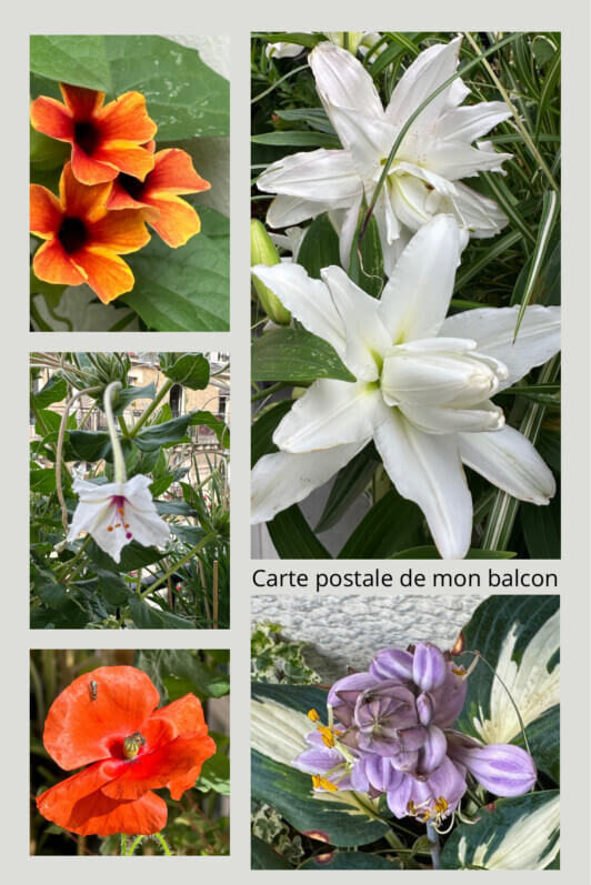 Lire la suite à propos de l’article Cartes postales de mon balcon parisien en été