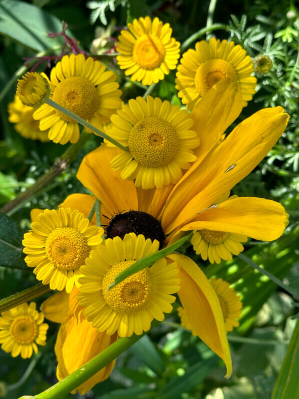 Lire la suite à propos de l’article Bouquet de fleurs soleil