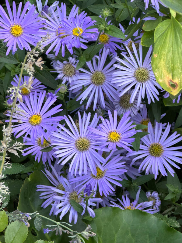 Lire la suite à propos de l’article Asters d’été plus bleus que le bleu du ciel