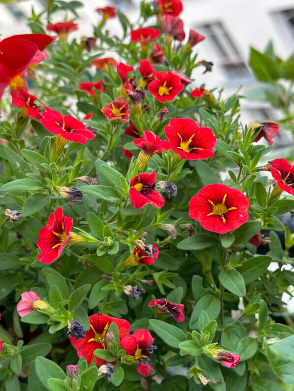 Lire la suite à propos de l’article La floraison du Calibrachoa Cabaret Special Red Kiss est toujours aussi généreuse
