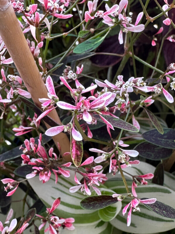 Lire la suite à propos de l’article Le petit nuage de fleurs roses d’Euphorbia hypericifolia ‘Flamingo Rose’