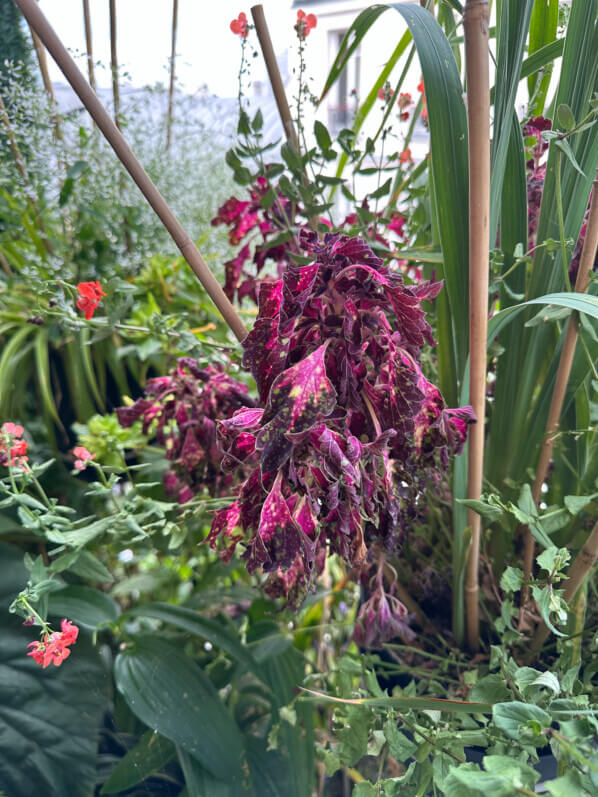 Lire la suite à propos de l’article Les plantes sur mon balcon ont bien supporté mes quelques jours de vacances