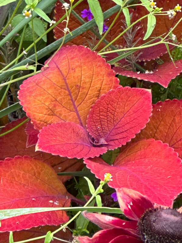 Lire la suite à propos de l’article Coléus aux couleurs incandescentes