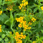 Estragon du Mexique, Tagetes lucida, École Du Breuil, Paris 12e (75)