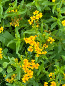 Lire la suite à propos de l’article Estragon du Mexique (Tagetes lucida)