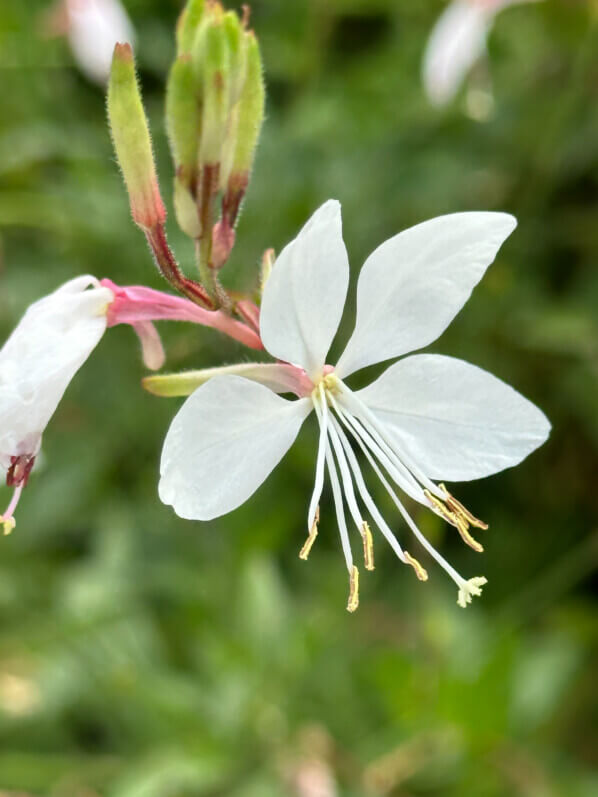Lire la suite à propos de l’article Les jolis petites fleurs papillons des gauras