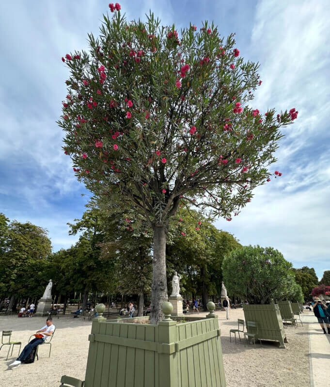 Lire la suite à propos de l’article Laurier-rose ‘Splendens Giganteum’ dans le Jardin du Luxembourg (Paris 6e)