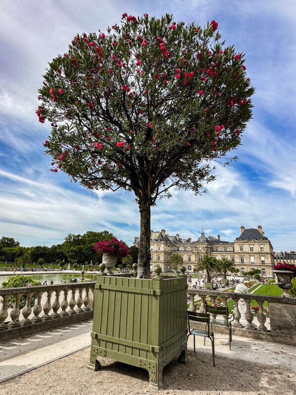 Laurier-rose, Nerium oleander 'Splendens Giganteum', Jardin du Luxembourg, Paris 6e (75)