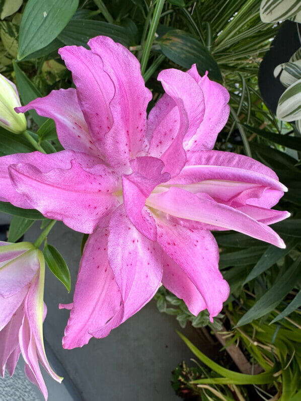 Lire la suite à propos de l’article Les dernières fleurs de mon lis orientale Lotus