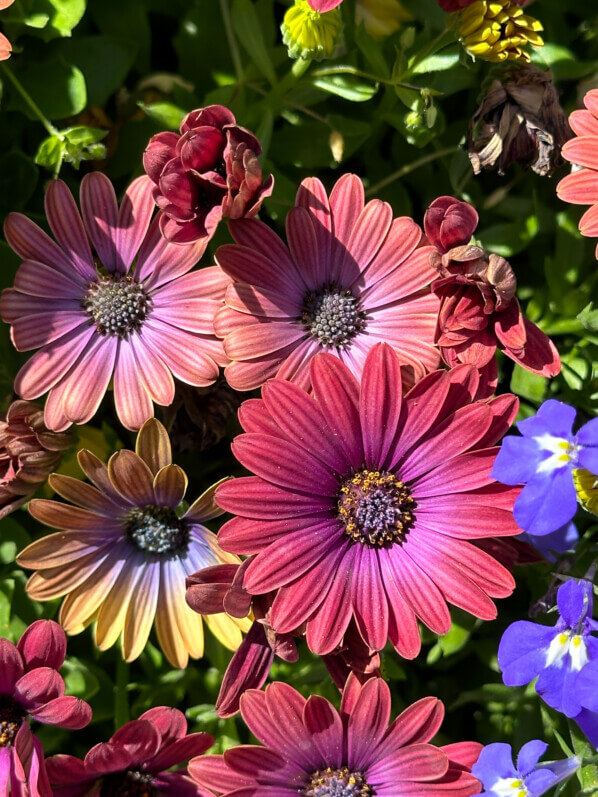 Osteospermum Akila Hawaii Sunset Mixed, Jardin des Plantes, Paris 5e (75)
