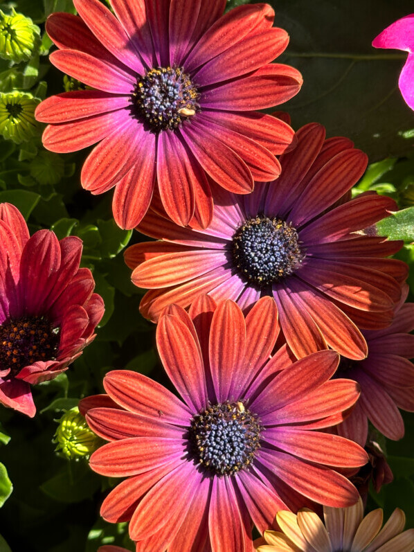 Lire la suite à propos de l’article Osteospermum Akila Hawaii Sunset Mixed, des marguerites aux couleurs incroyables