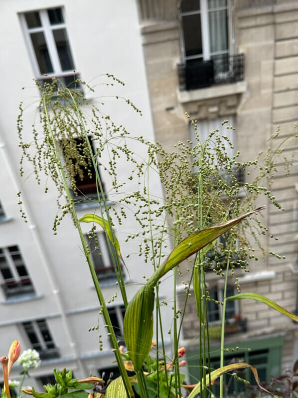 Lire la suite à propos de l’article Les fines pendeloques de la graminée Phaenosperma globosa