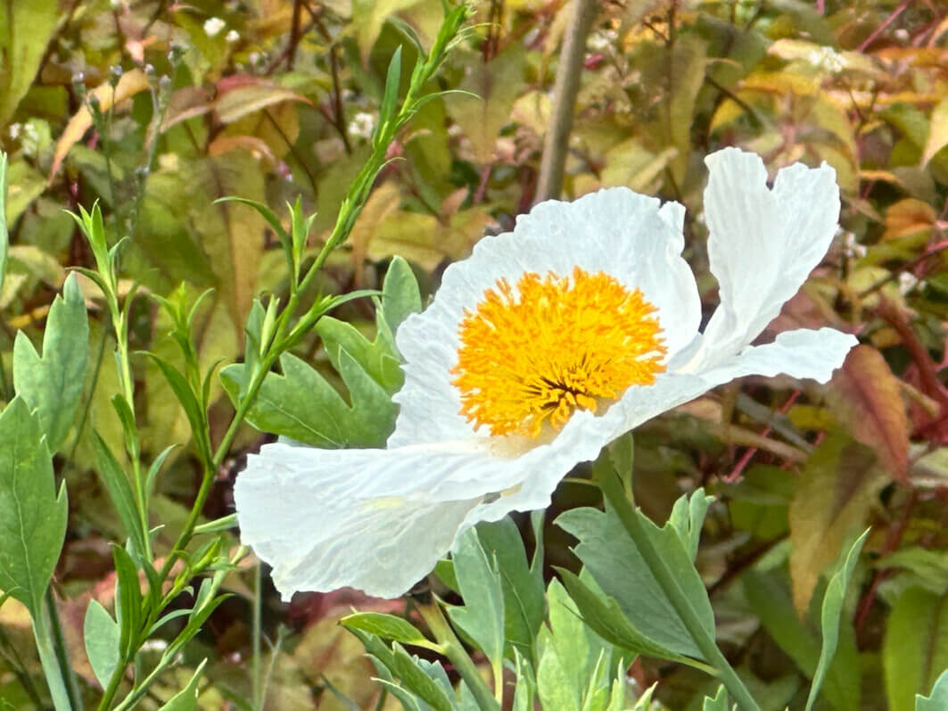 Lire la suite à propos de l’article La fleur oeuf sur le plat du Romneya coulteri