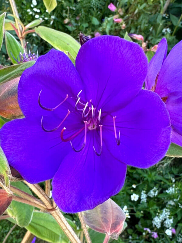 Lire la suite à propos de l’article Les superbes fleurs satinées du Tibouchina urvilleana