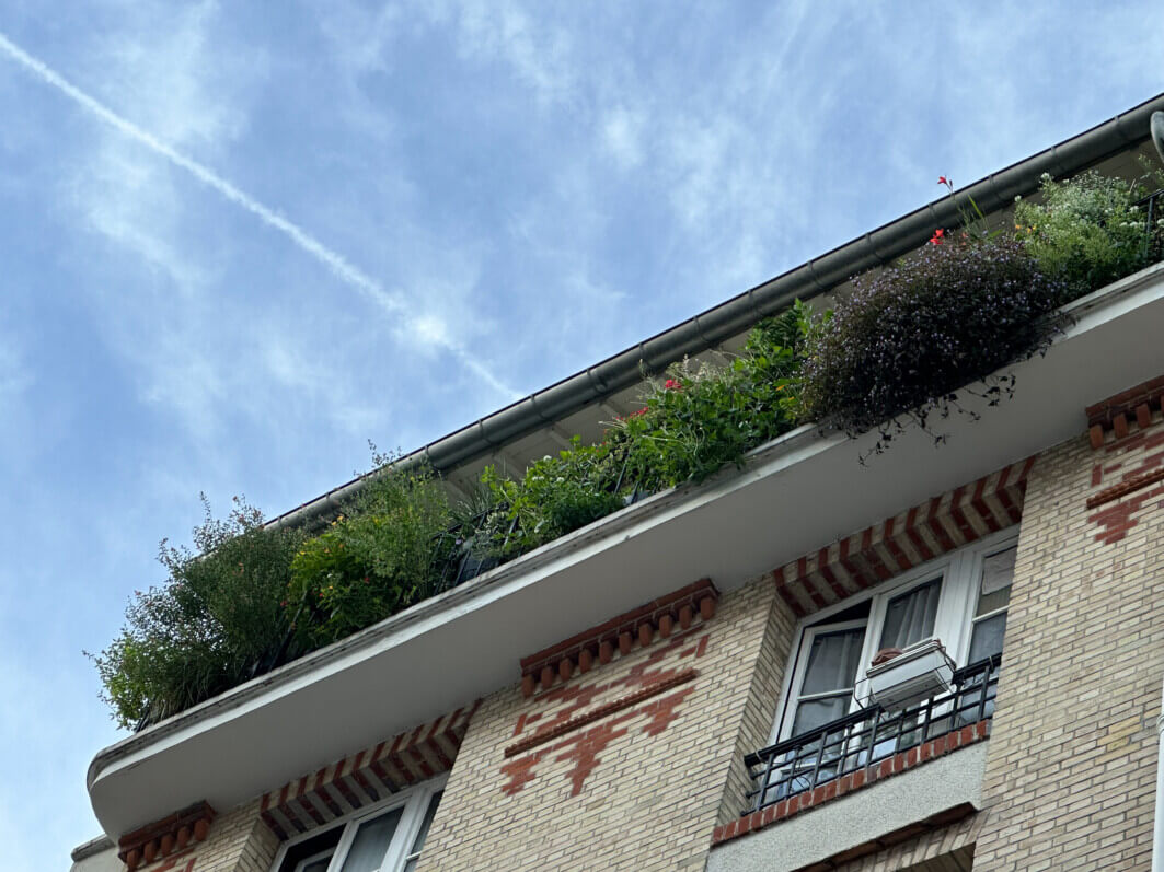 Lire la suite à propos de l’article Mon balcon à la végétation foisonnante