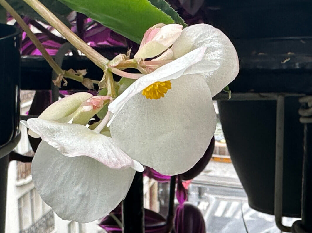 Lire la suite à propos de l’article Les fleurs charmantes du Begonia Dragon Wing blanc