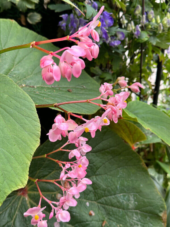 Begonia 'Torsa' sur mon balcon en automne, Paris 19e (75)