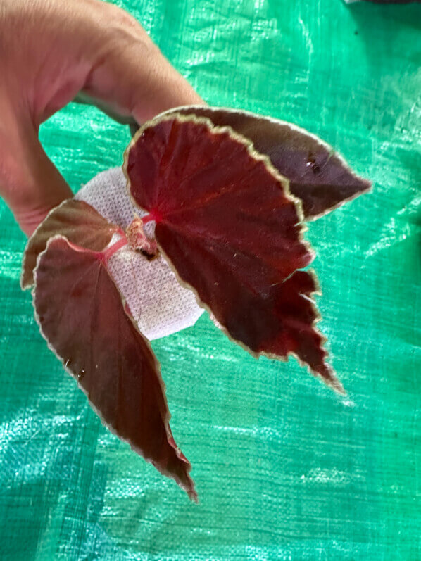 Lire la suite à propos de l’article Nouvel essai de culture du Begonia darthvaderiana