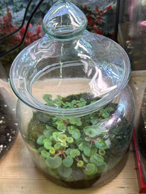 Lire la suite à propos de l’article Petit terrarium pour bégonia miniature (Begonia hoehneana)