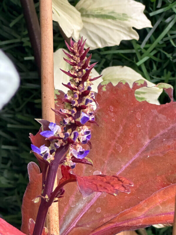 Lire la suite à propos de l’article Belles couleurs pour la floraison de ce coléus