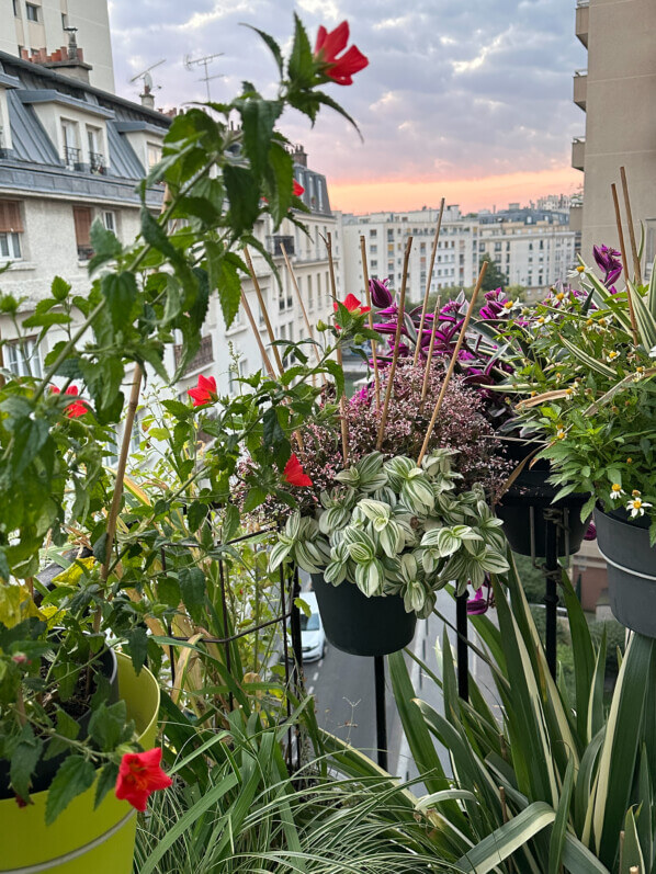 Lire la suite à propos de l’article Au petit matin en fin d’été sur mon balcon parisien