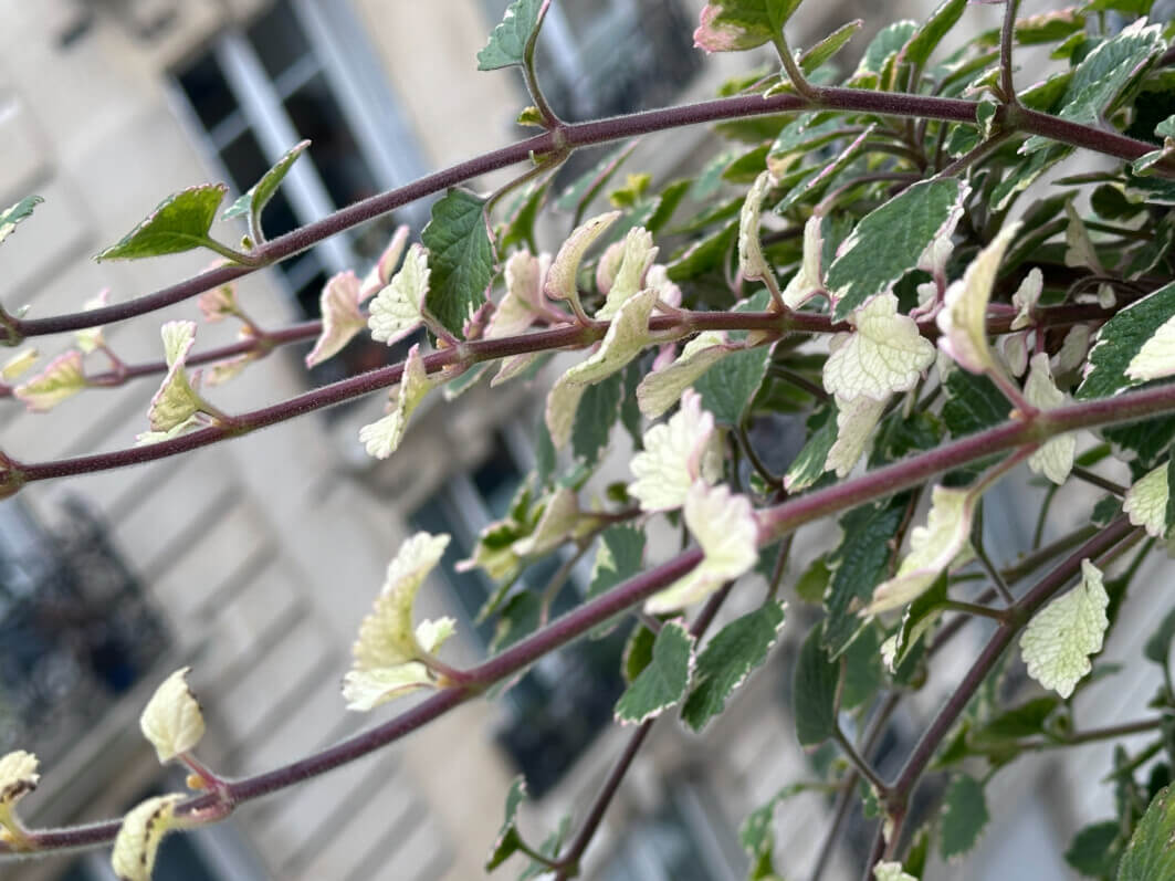 Lire la suite à propos de l’article Quand la panachure du plectranthus prend le dessus sur le vert du feuillage