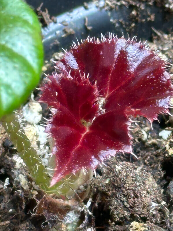 Jeune feuille de Begonia Red Fred, plante d'intérieur, Paris 19e (75)