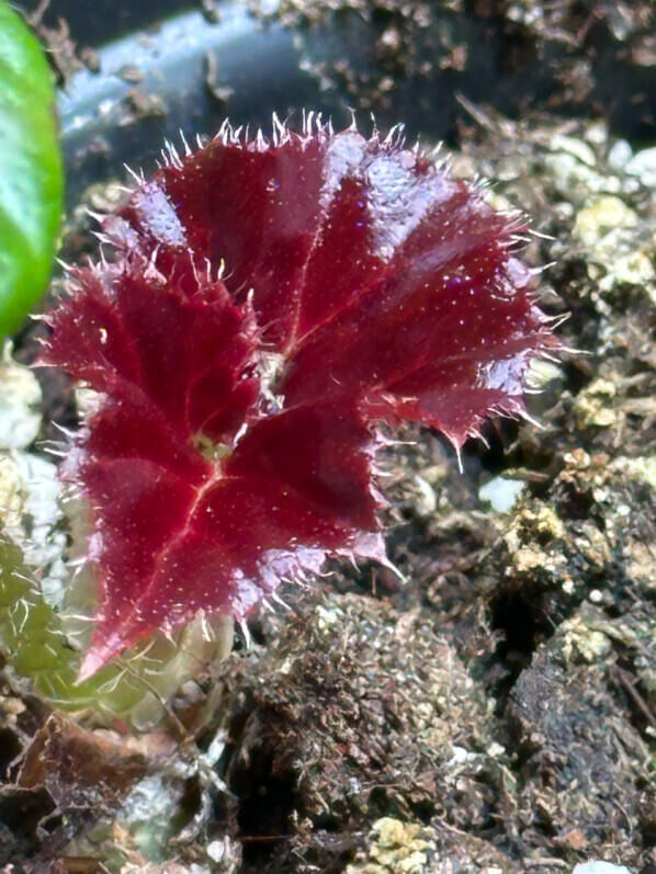 Lire la suite à propos de l’article Nouvelle feuille de mon Begonia Red Fred