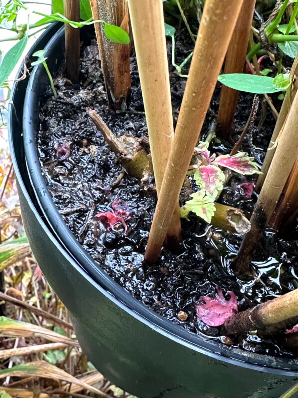 Cache-pot rempli d'eau après les pluies de la tempête Kirk en automne sur mon balcon, Paris 19e (75)