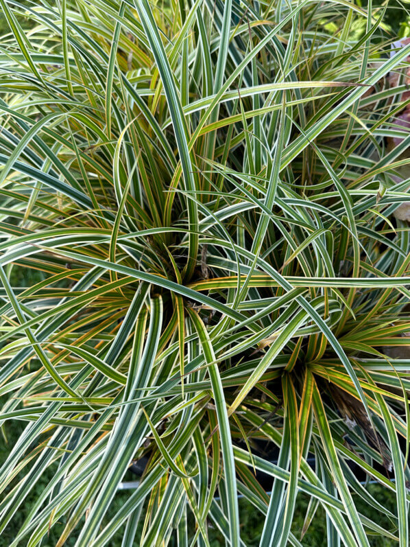 Carex morrowii Everglow, plante vivace, Sandrine et Thierry Delabroye, Journées des Plantes, château de Chantilly, Chantilly (60)