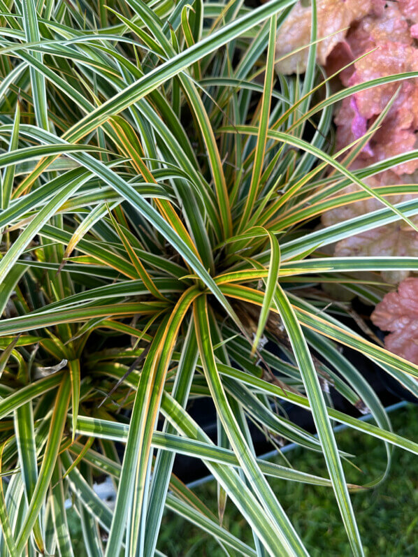 Carex morrowii Everglow, plante vivace, Sandrine et Thierry Delabroye, Journées des Plantes, château de Chantilly, Chantilly (60)