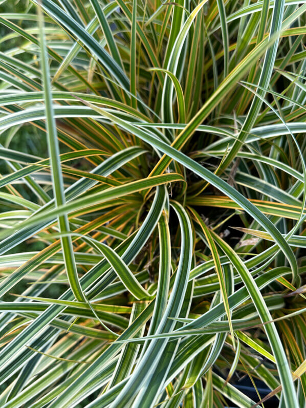 Lire la suite à propos de l’article Carex morrowii Everglow