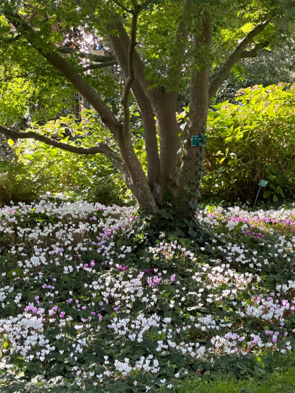 Lire la suite à propos de l’article Tapis de cyclamen en automne dans le Parc Floral de Paris