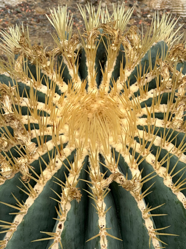 Lire la suite à propos de l’article Ferocactus glaucescens, un cactus bleu bardé d’épines très graphique