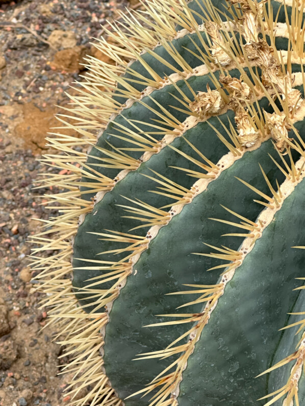 Ferocactus glaucescens, Cactacées, Jardin des Plantes, Paris 5e (75)